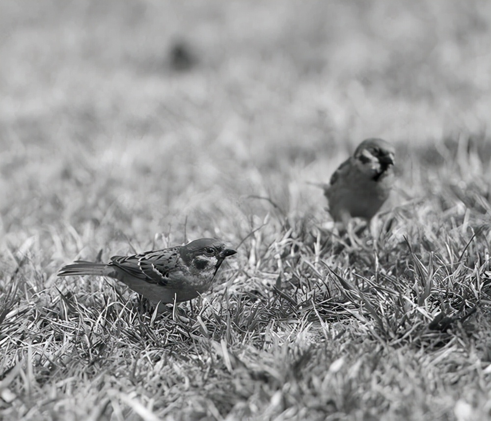 1976年，叶剑英打趣许世友还能指挥南京军区吗？许世友回答玩味