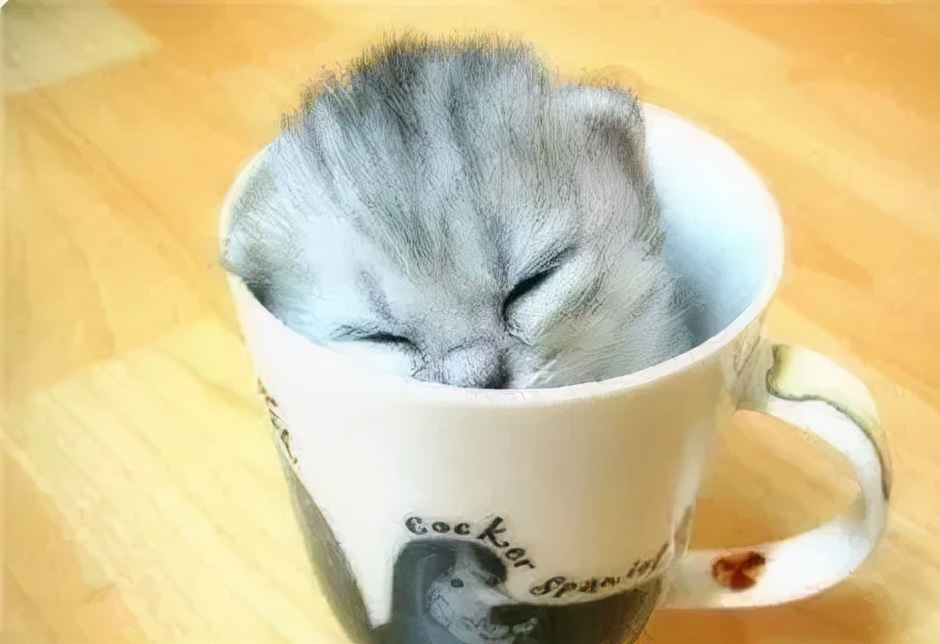 1元茶杯猫寿命图片