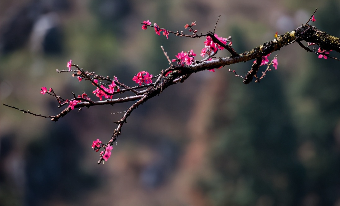 春天到了，一起写几首桃花诗吧