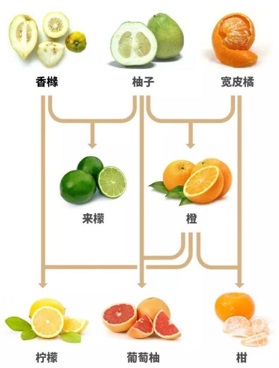 芦柑是什么（它是桔子类水果杂交的第一波产物，最后在近亲“联姻”中地位非凡）