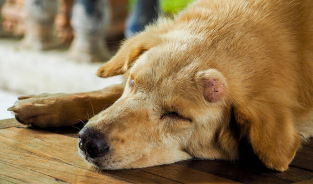 狗狗身上出现了肿块，是什么原因导致的？这可能是某些疾病的征兆