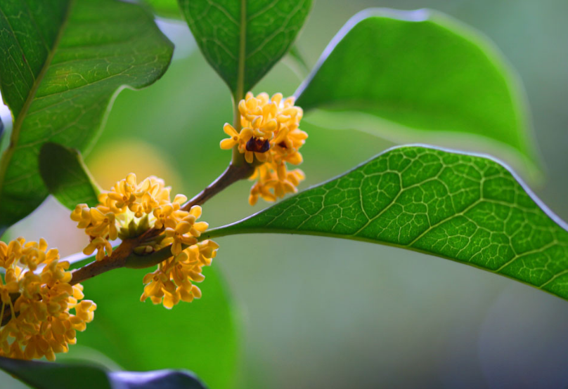 桂花 诗词(浓香满衣袂 不觉桂花开，十五首桂花的诗词，桂花香，秋意浓)