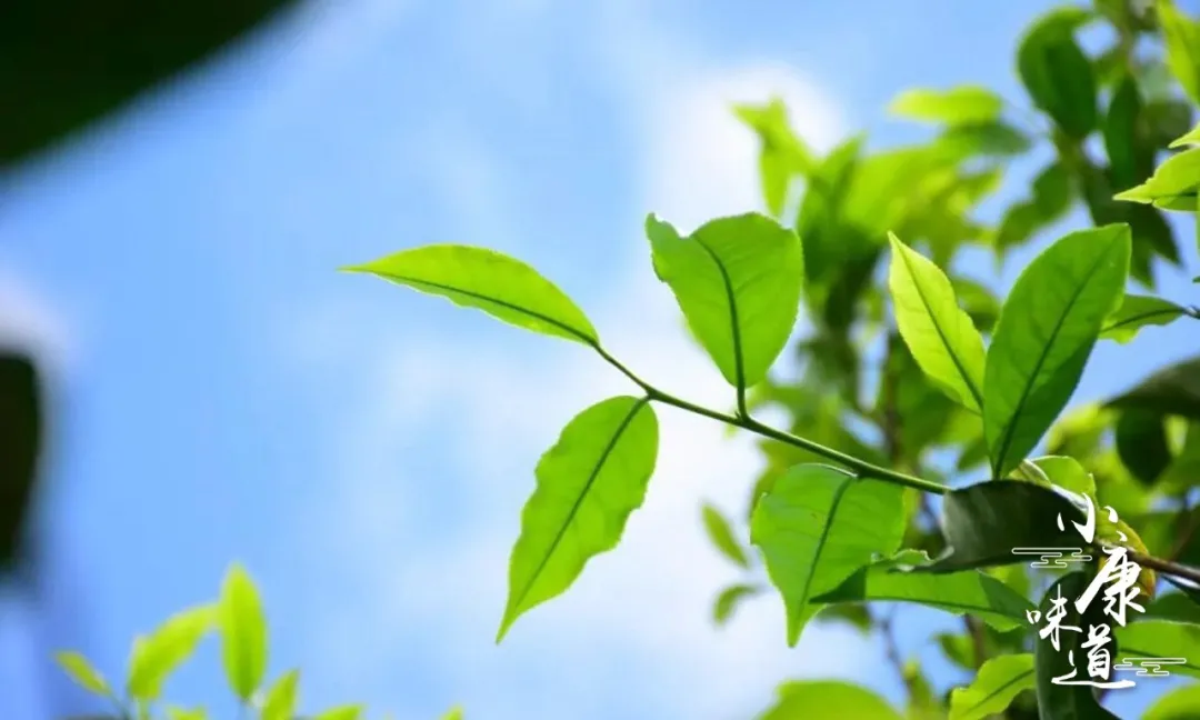 “来潮汕，呷杯茶”小康味道