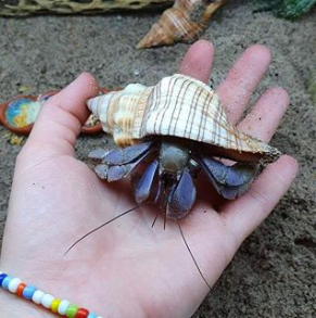 寄居蟹后期幼体(深入了解陆地寄居蟹的介绍)