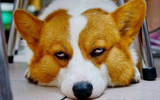 想养柯基犬？先了解清楚了，再养也不迟