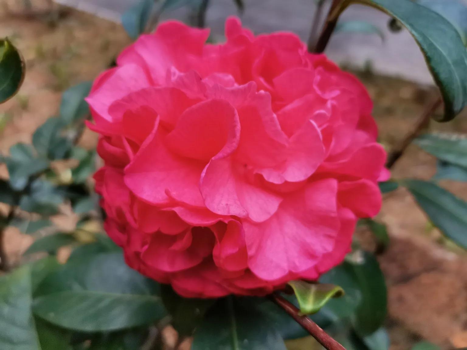 山茶花开，浓淡总相宜
