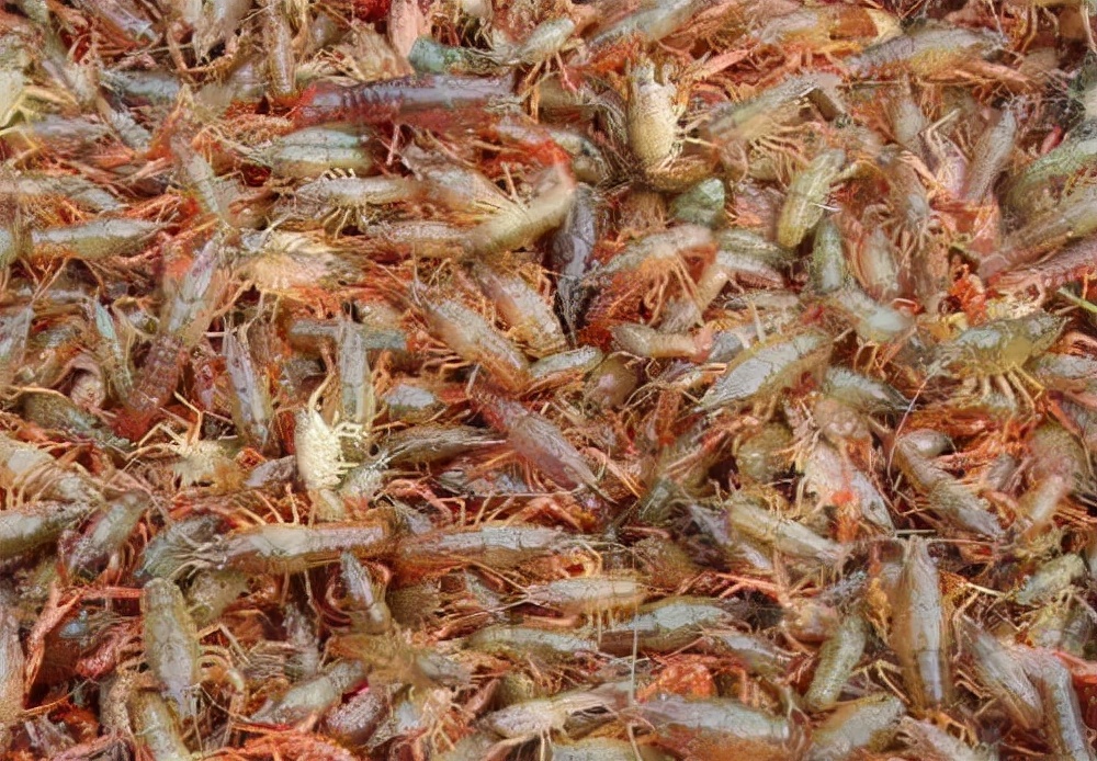 龙虾如何养殖,龙虾如何养殖小龙虾养殖技术