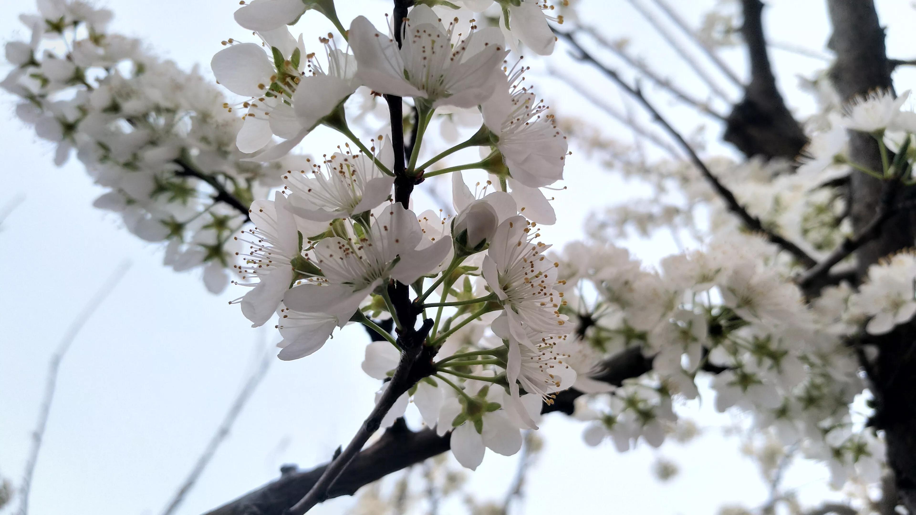 李树开花一树白，银装素裹如堆雪