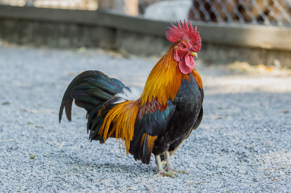 公雞為什么早上會打鳴,公雞為什么早上會打鳴黃段子