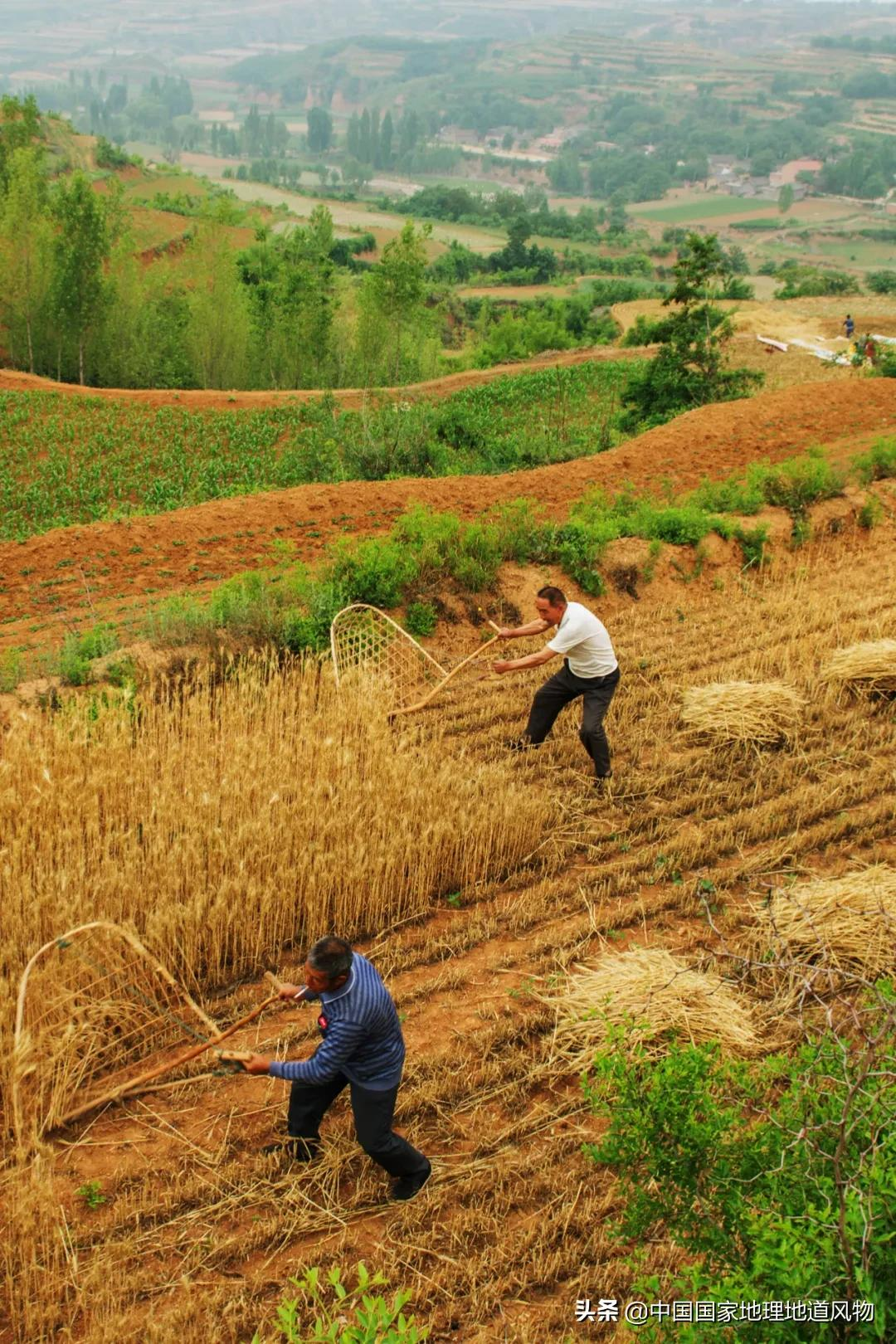 想不到！一粒小麦竟这样改变了中国
