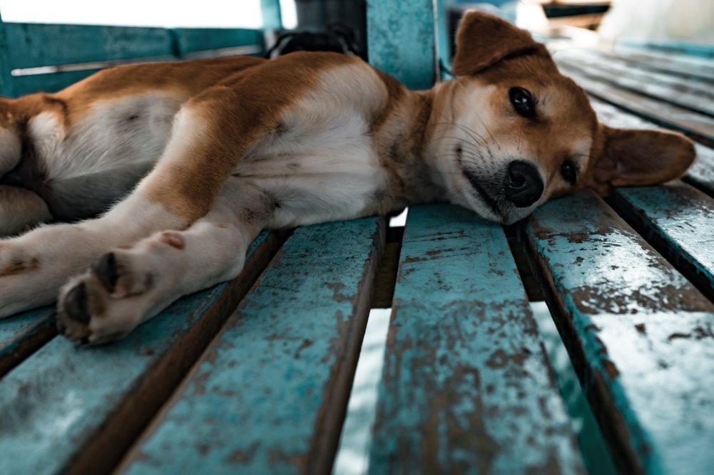 狗狗身上出现了肿块，是什么原因导致的？这可能是某些疾病的征兆