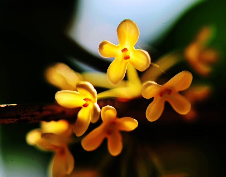 桂花 诗词(浓香满衣袂 不觉桂花开，十五首桂花的诗词，桂花香，秋意浓)