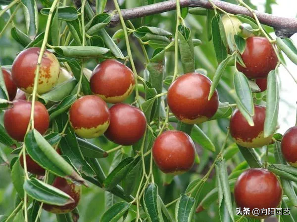 门前种什么树风水最好（家门口栽这5种树镇宅又旺财）