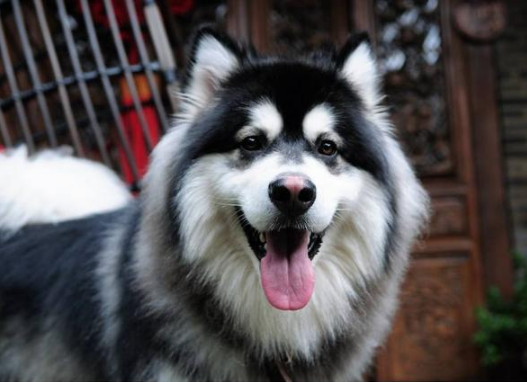 养阿拉斯加犬的7大坏处有哪些？