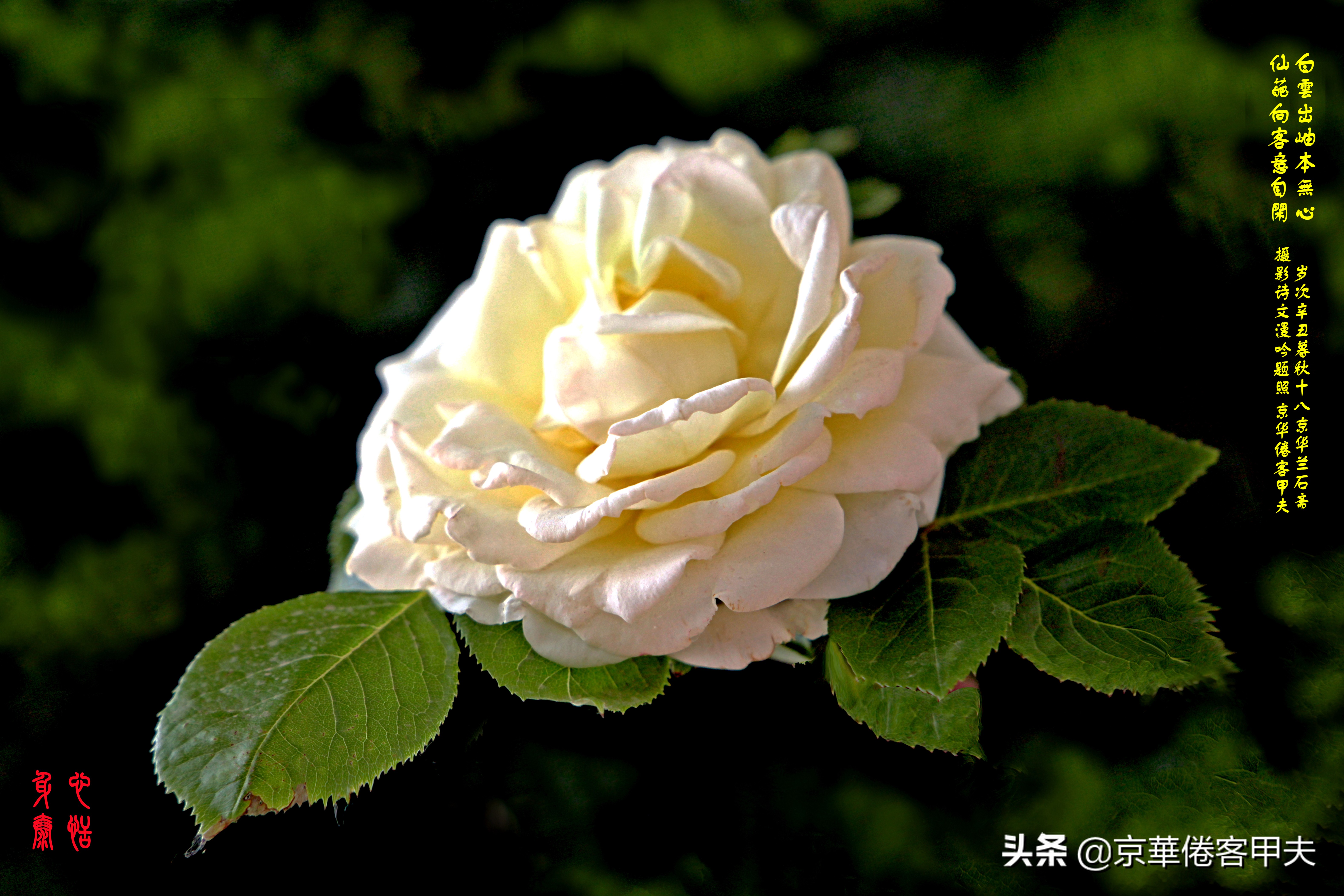 甲夫原创/友情鳞鸿：林下风致景色幽，冰肌玉骨清颜媚