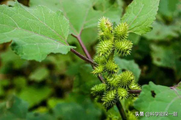 石楠花为什么叫最污花？这种花有特殊的味道-第15张图片