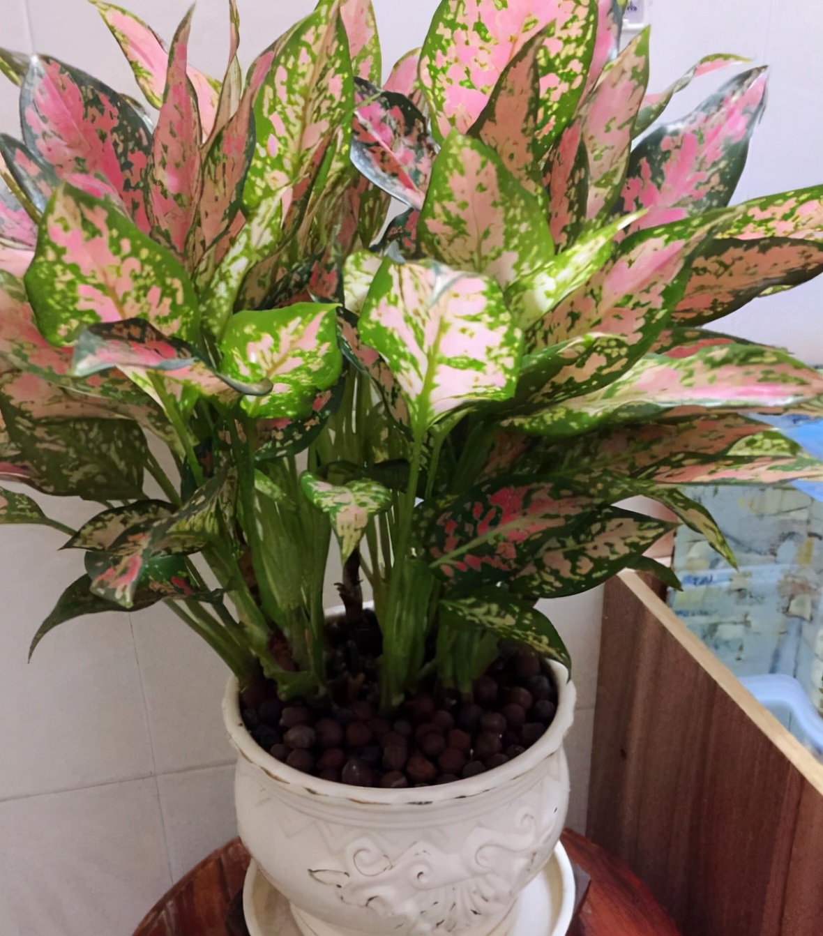 7种"转运花",家里养一盆,漂亮又吉利,还有好运气