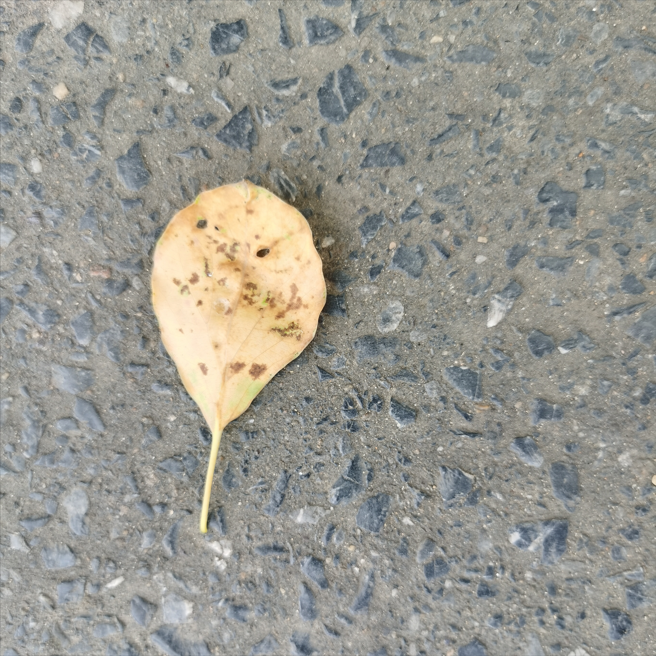 七夕出生的爷爷，与奶奶如牛郞织女般结缘，一生享世间美好