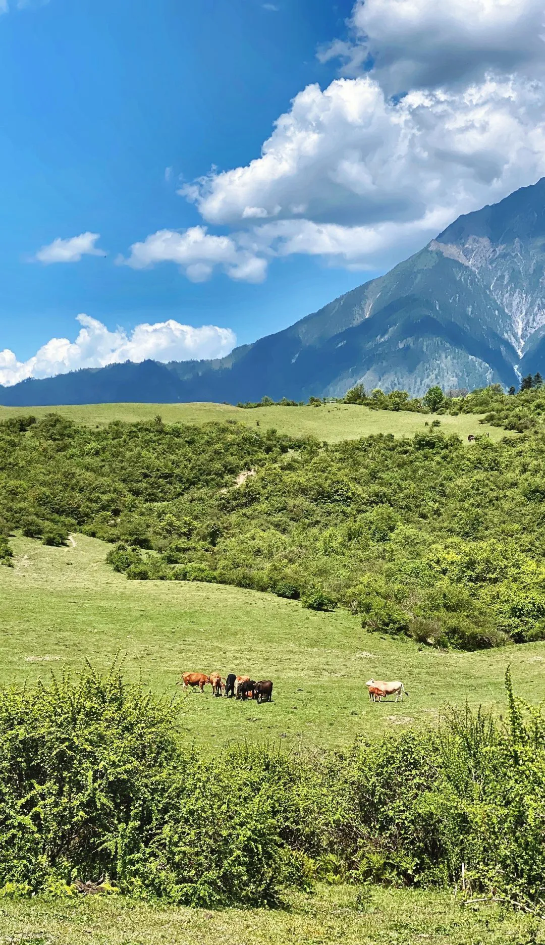 耿达熊猫基地门票价格成都周边又一处云上小草原