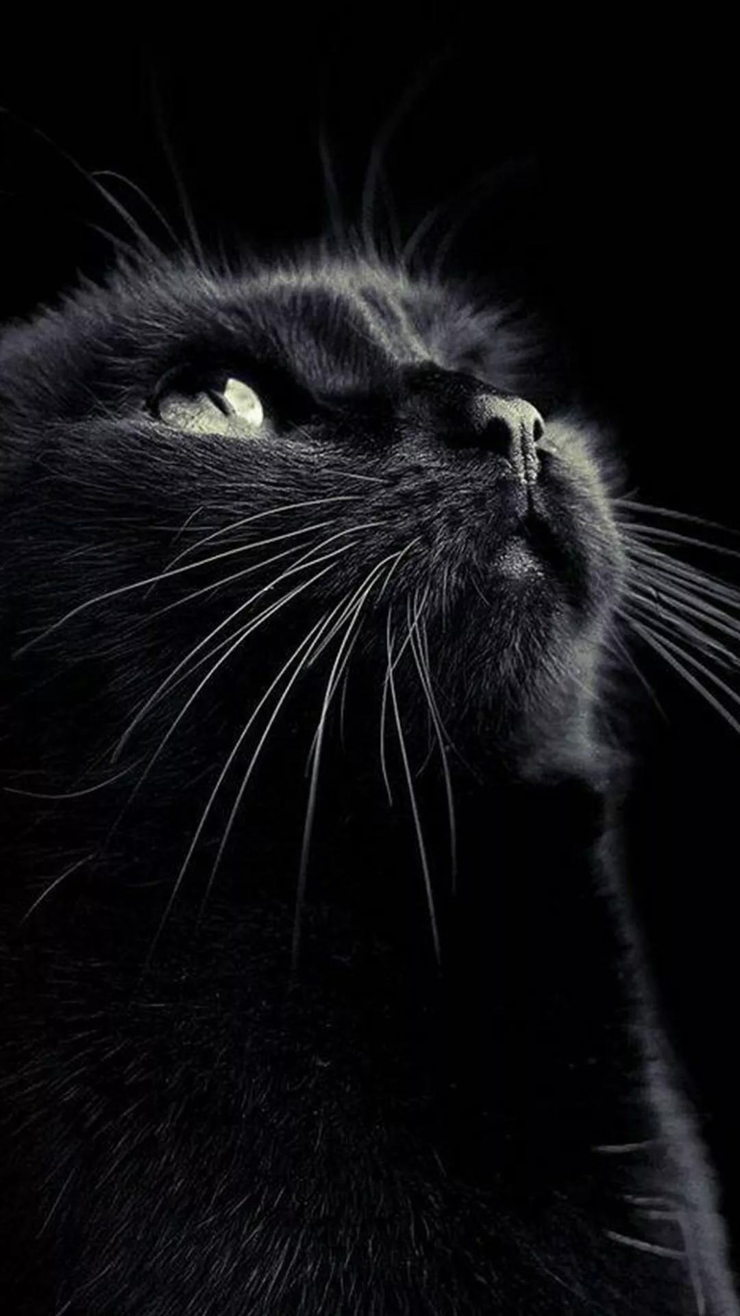 「极致黑猫」黑色炫酷,霸气高冷,个性冷酷~黑色猫咪高清无水印