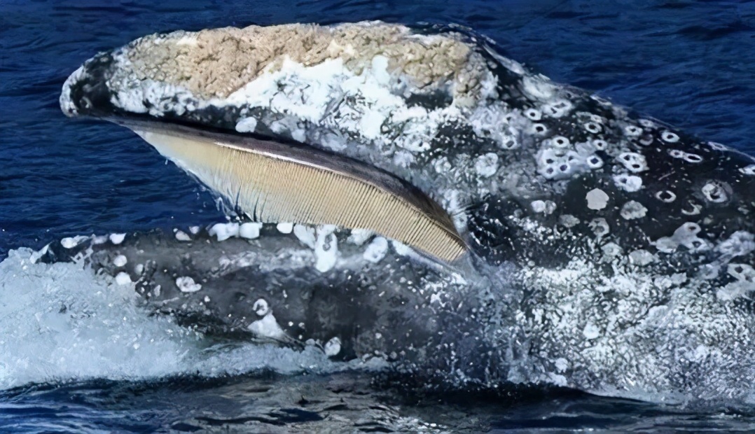 藤壶在鲸鱼身上疼吗为什么鲸鱼身上寄生了那么多藤壶大白鲨身上却干