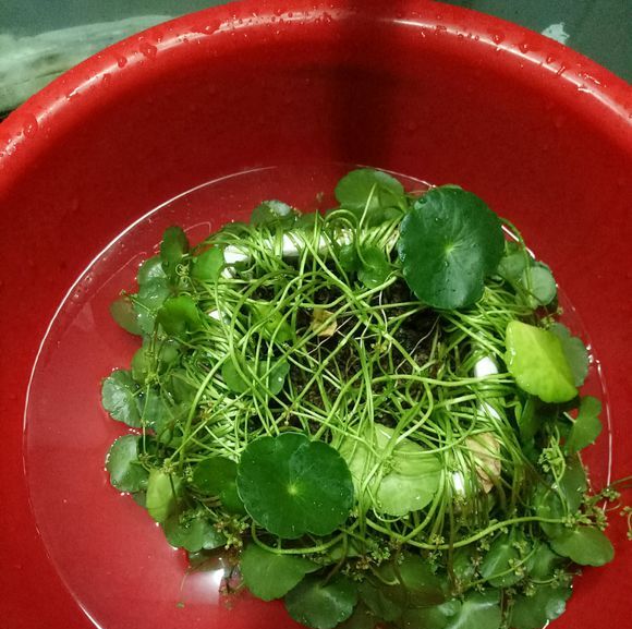 铜钱草叶太小？简单2个“方法”，30天长满盆，叶子大10倍