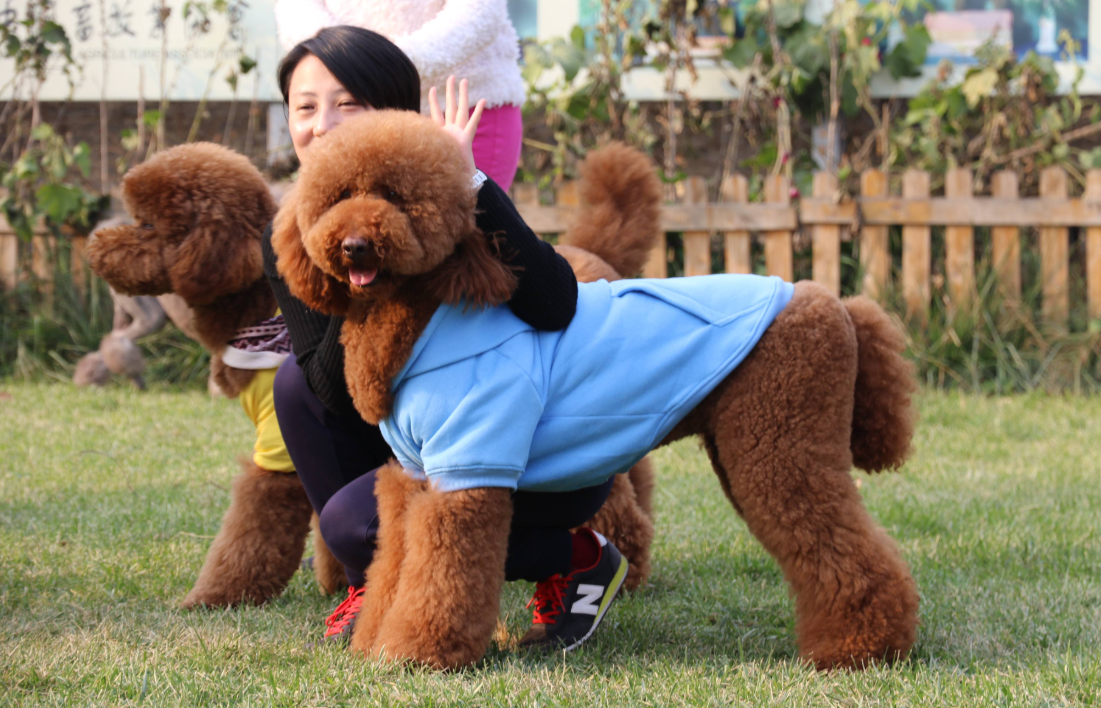 随便便就能上万,演员杜江和霍思燕家里就养着一只高大漂亮的巨型贵宾