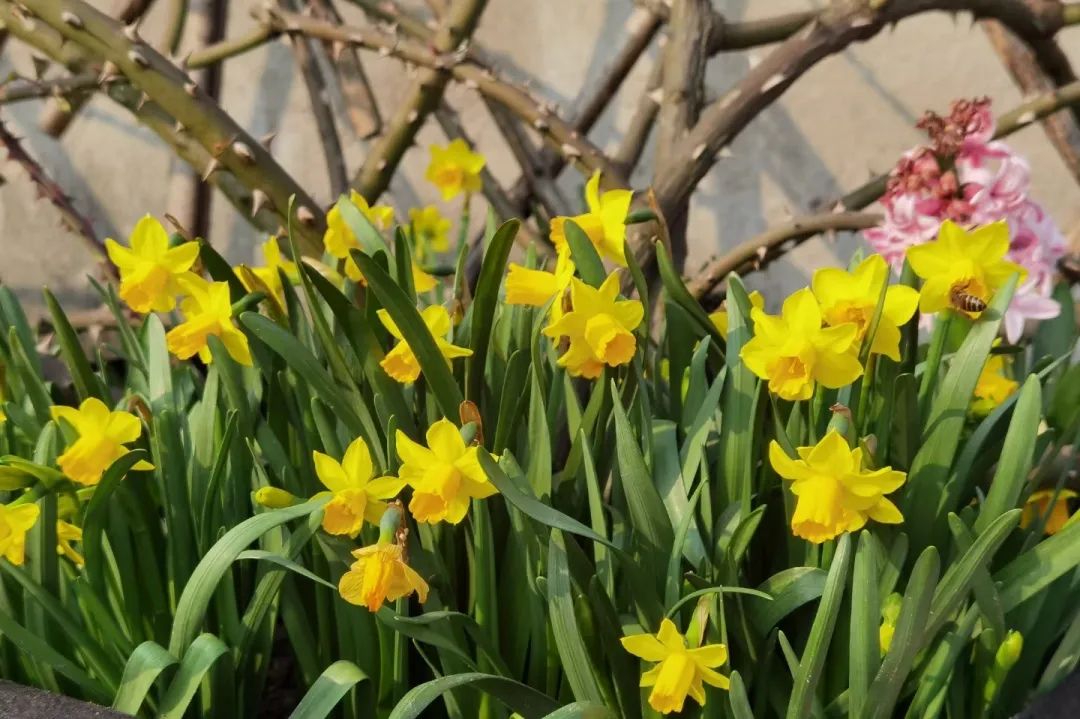 海妈花园访问｜想种花没地方？重庆小学老师在学校楼顶造了座花园