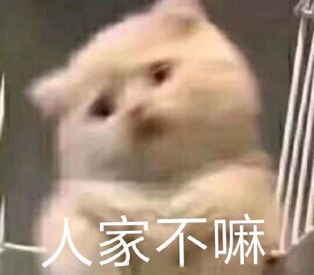 猫咪表情包：新的一天，新的可爱