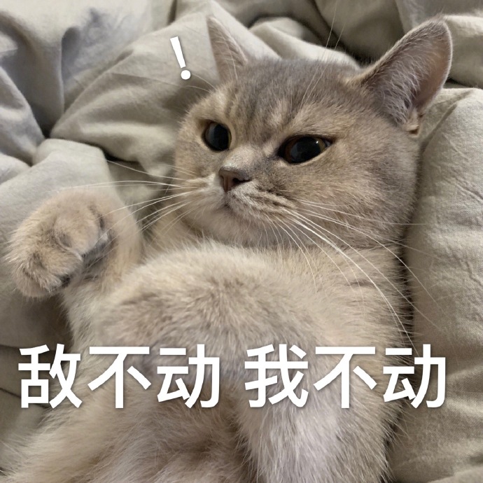 猫咪表情包｜今晚一起睡吗