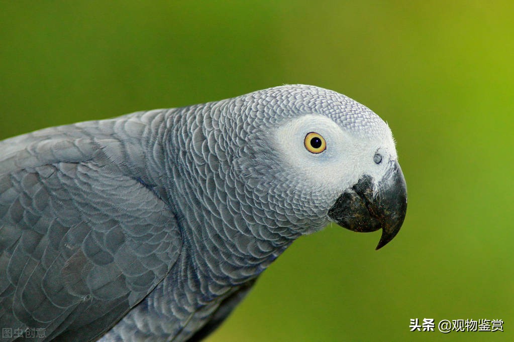 鸚鵡會說話，這也是它受歡迎的一大特色，哪種鸚鵡說話能力強(qiáng)
