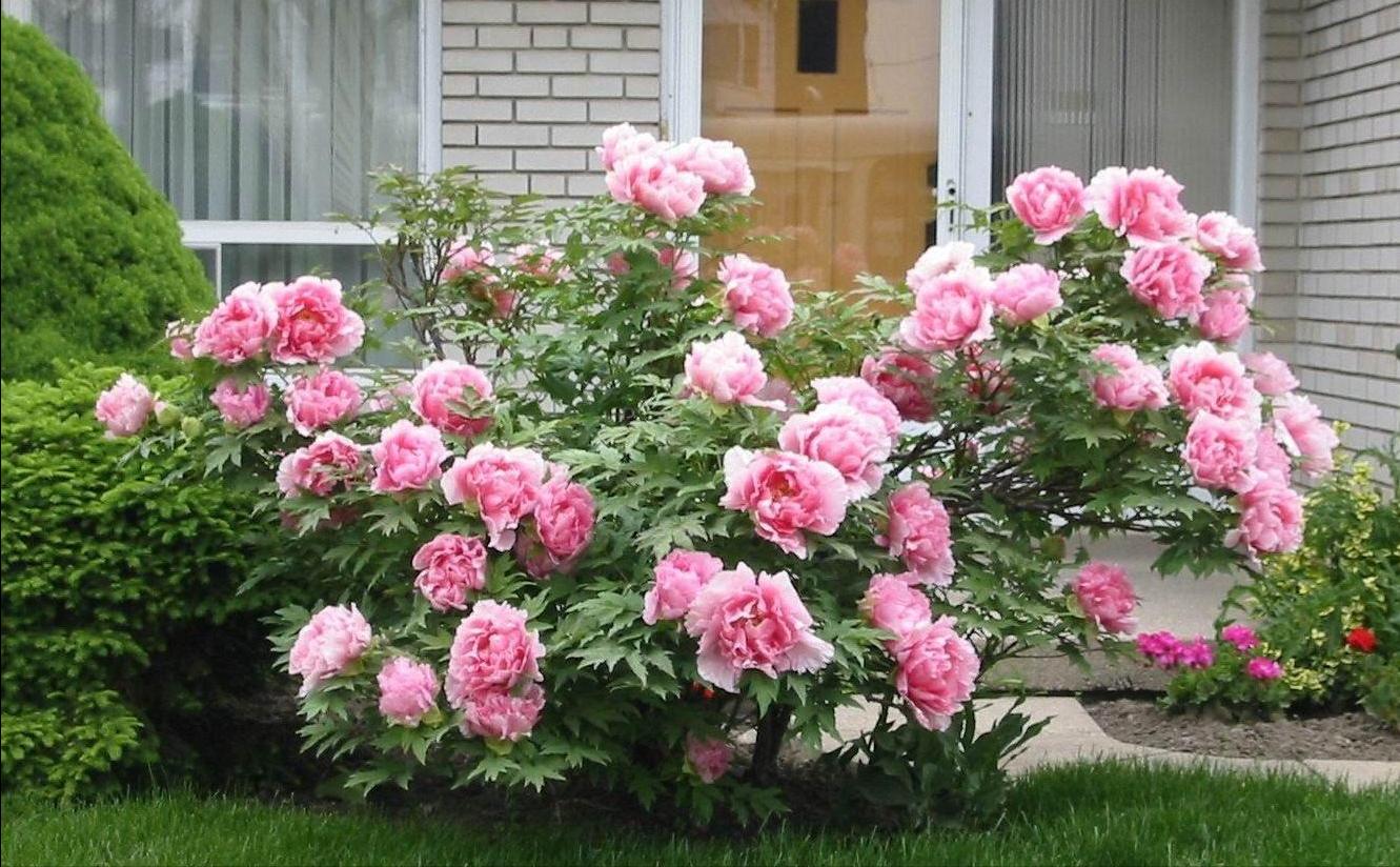 养牡丹花真的不吉利吗(5种"吉祥花",古代人也喜欢养,寓意好又富贵