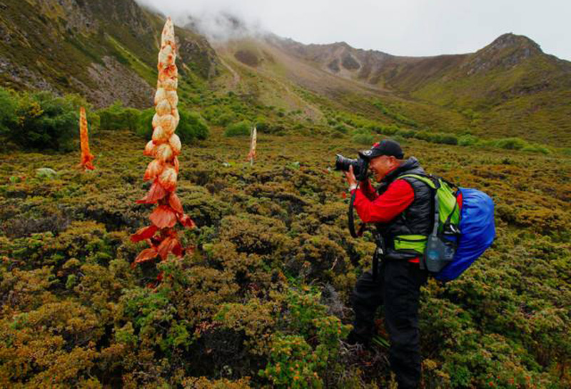 到西藏旅游：切记不能摘路边2米高的“大白菜”，摘了就麻烦了