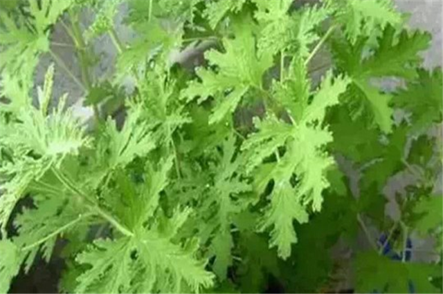 驱蚊草怎么养（有效驱蚊草养护5个小妙招）