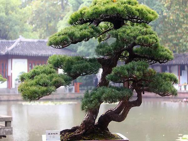 松树属于什么植物类型(松树的种类和图解)