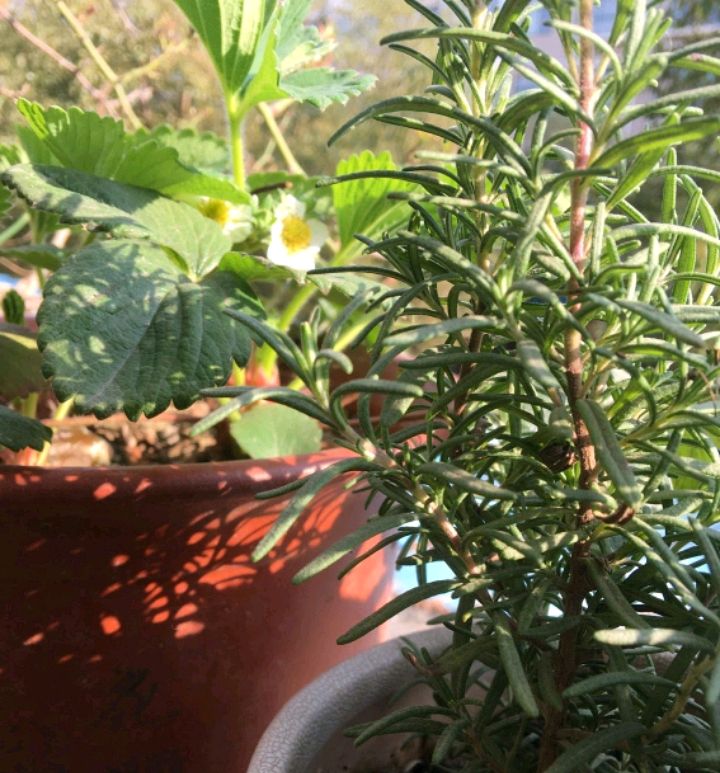 迷迭香怎么种植方法（3个种植迷迭香的技巧）