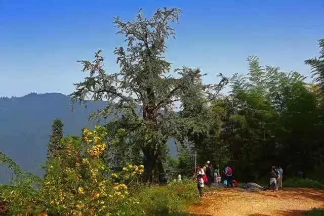 还有9天，贵州人集体放假！85个度假胜地马上安排！