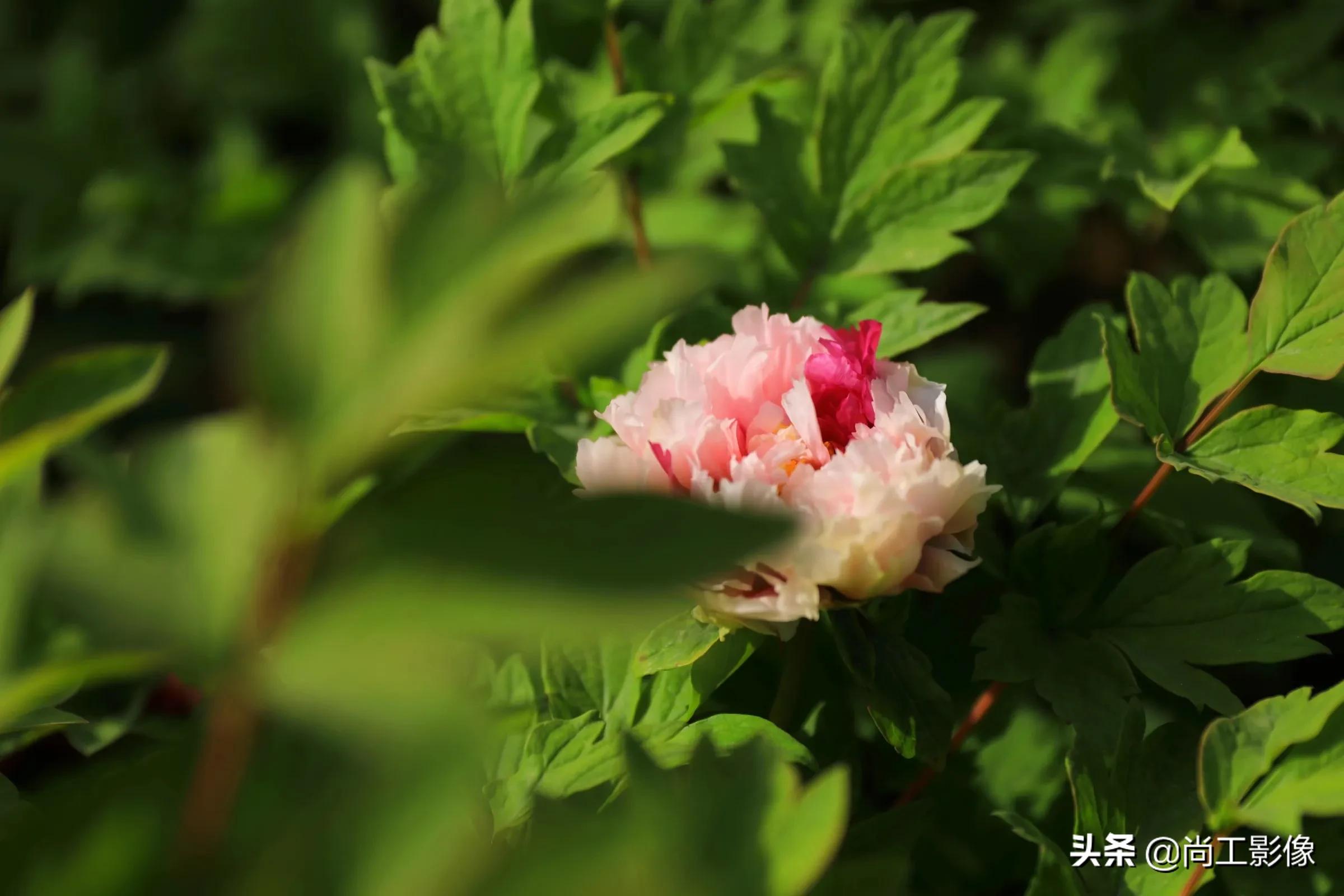 牡丹花开放的句子(牡丹花开放的句子三年级仿写花钟)