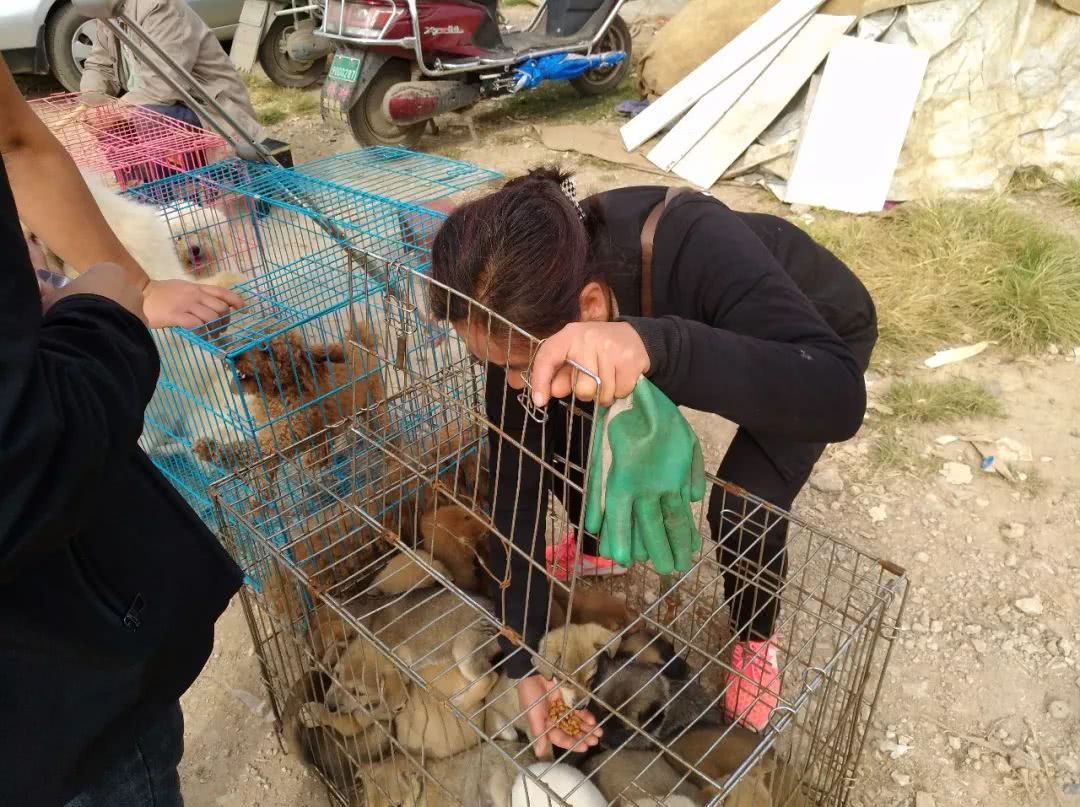 狗市:价格低廉的土狗批发受人欢迎,也要注意别买到"星期狗"!