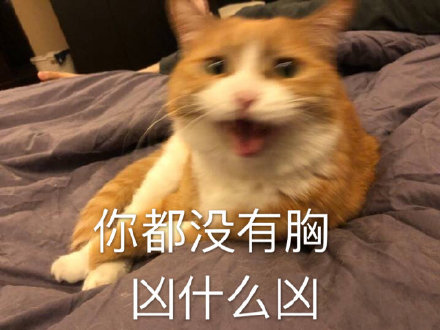 猫咪表情包合集｜你都没有胸，凶什么凶