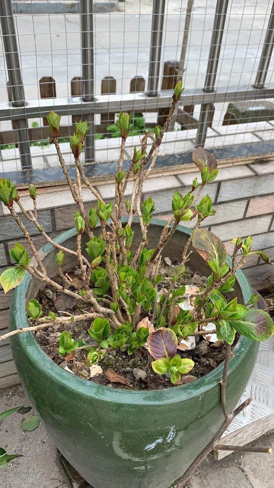 小木槿耐寒多少度(20种耐寒花负15度冻不死)