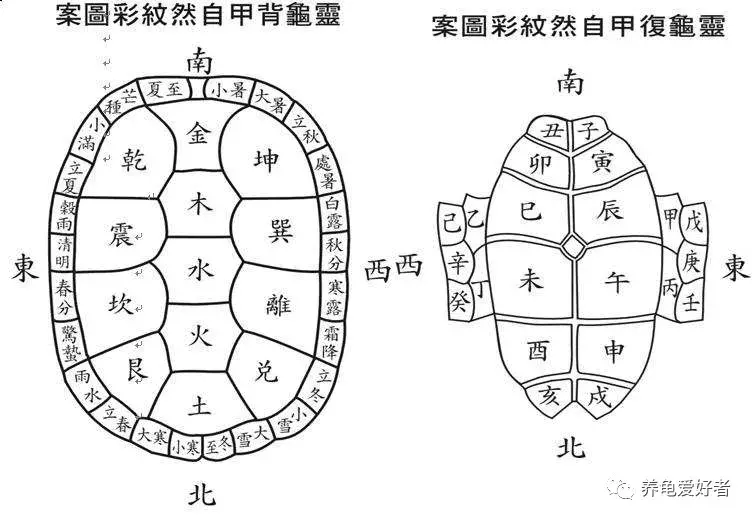 在养龟的仕途当中，你是否发现龟是只“精灵”？