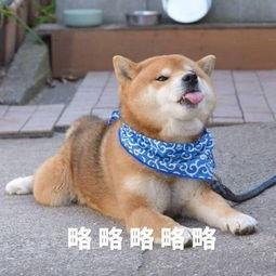 柴犬略略略表情包