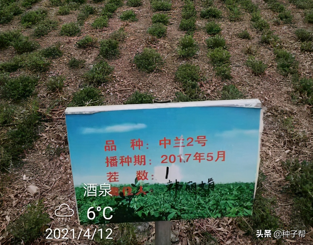 紫花苜蓿品种大全!都知道养牛羊要种它，您产量低？我却种它有9吨