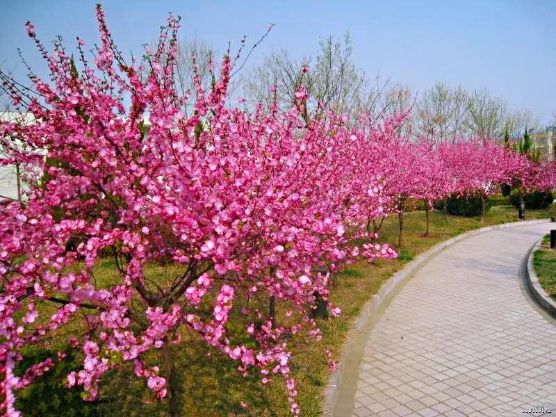 榆叶梅～千枝红似火，笑靥展娇姿。何处寻芳草，榆梅入画来。