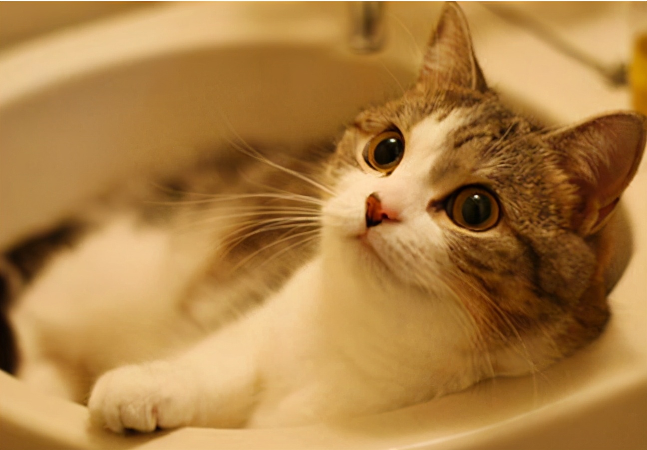 猫咪多久洗一次澡？原来这么多年都错了