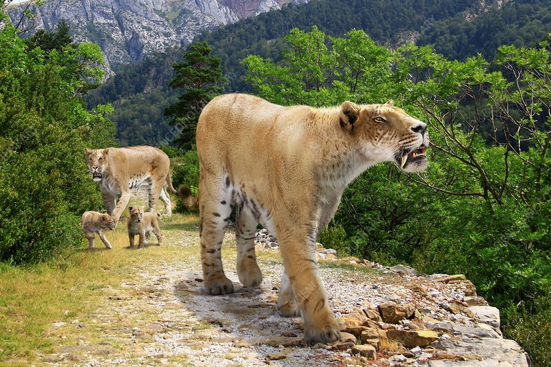 巨猎豹图片（最强大的史前猫科动物大盘点）