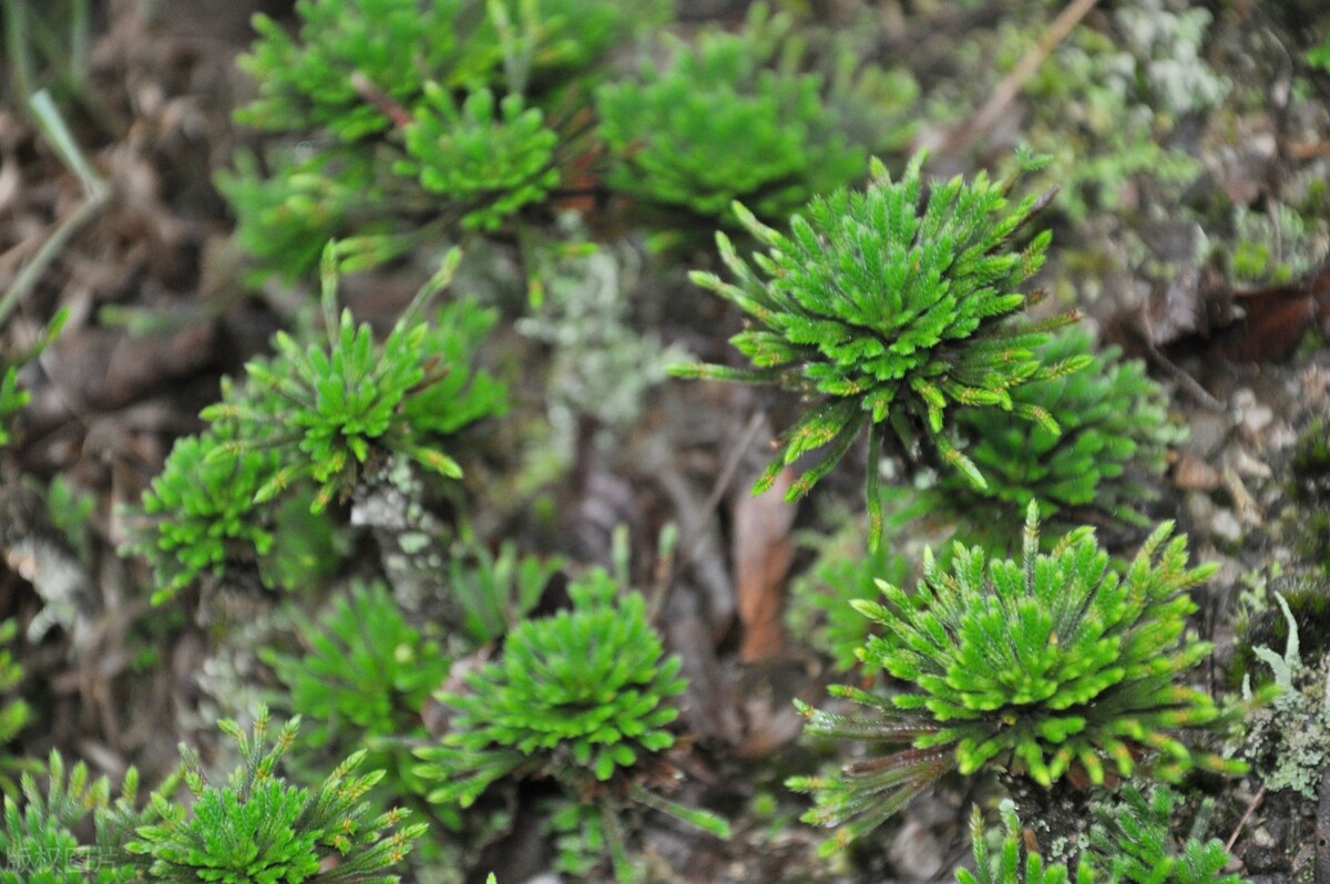 长在石头上的"九死还魂草",用来泡茶太厉害了,现在知道也不晚