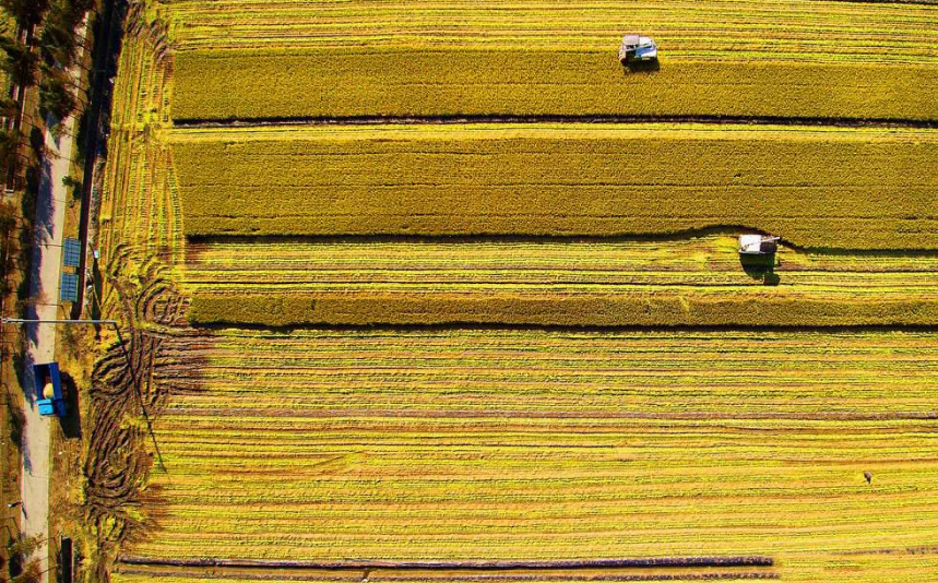 中国农民丰收节，十首有关丰收的诗词，好一派丰收喜悦的美景