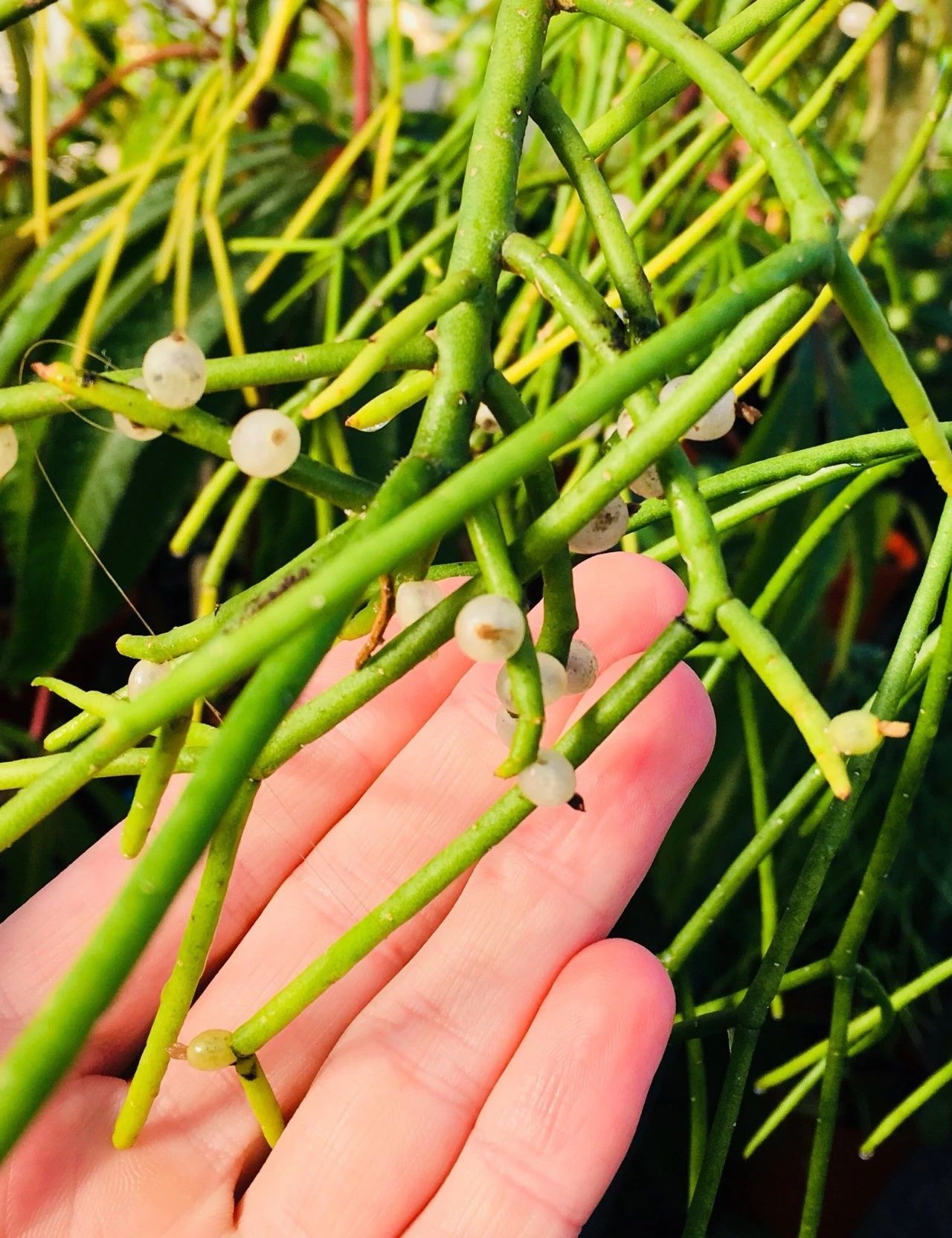 仙人掌的茎（很适合养朝东朝北窗台的槲寄生仙人掌）